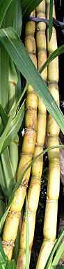 sugarcane